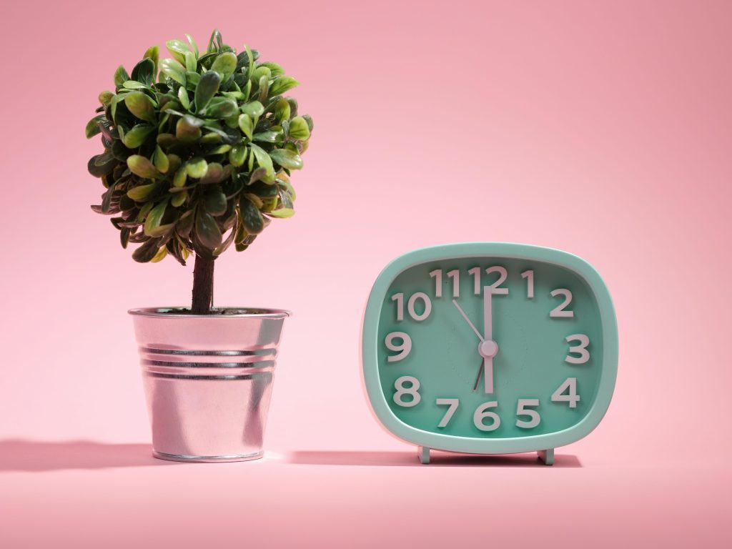 alarm clock next to green plant